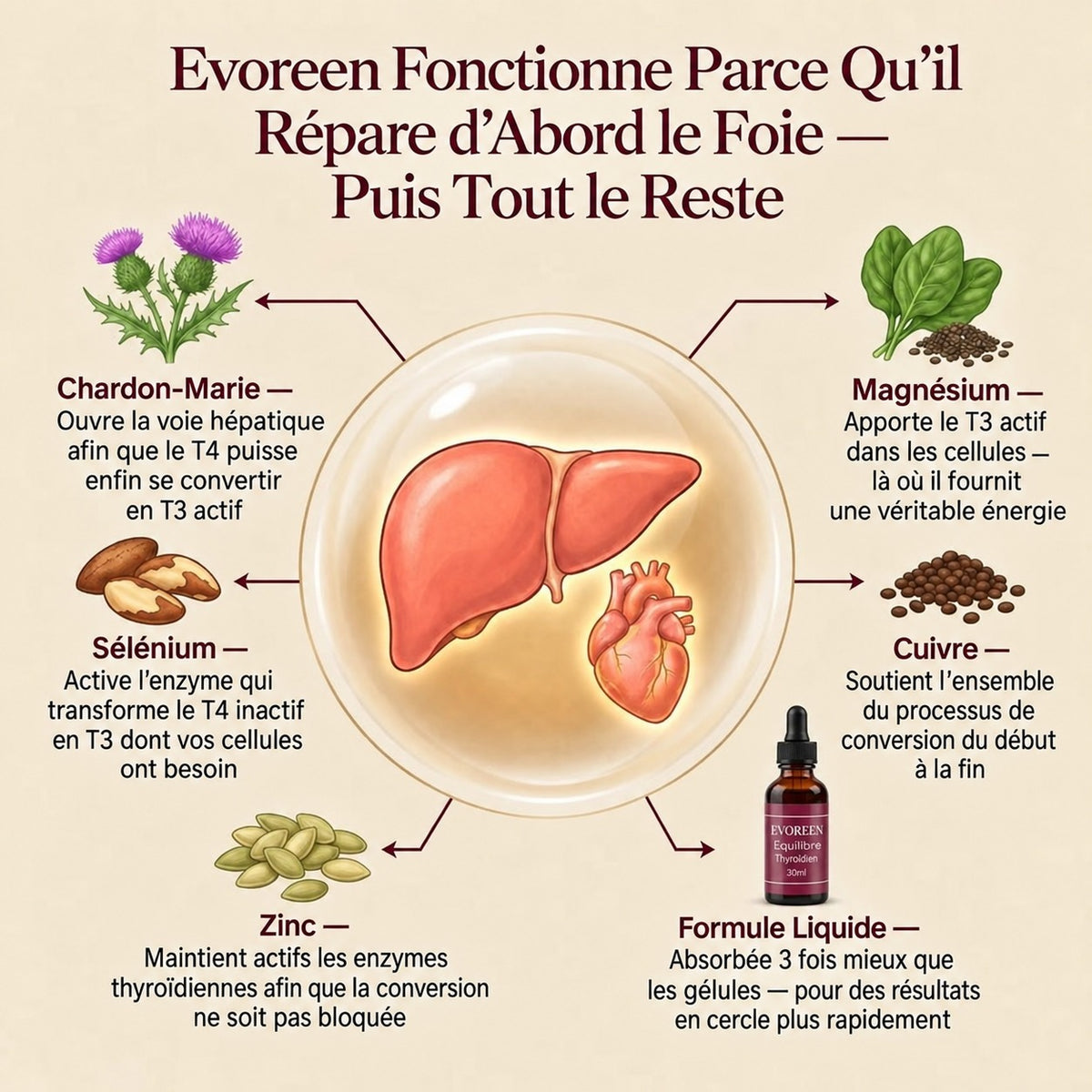 Evoreen™ Équilibre Thyroïdien
